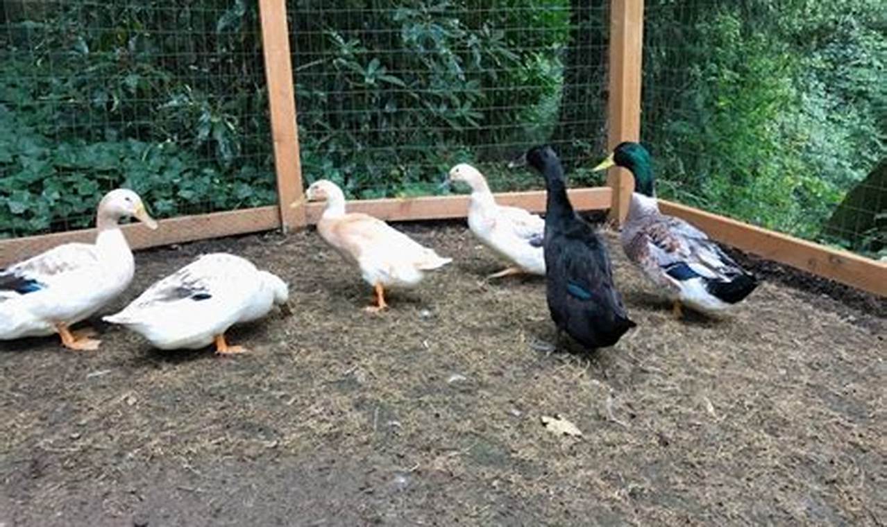 Essential supplies for raising backyard ducks
