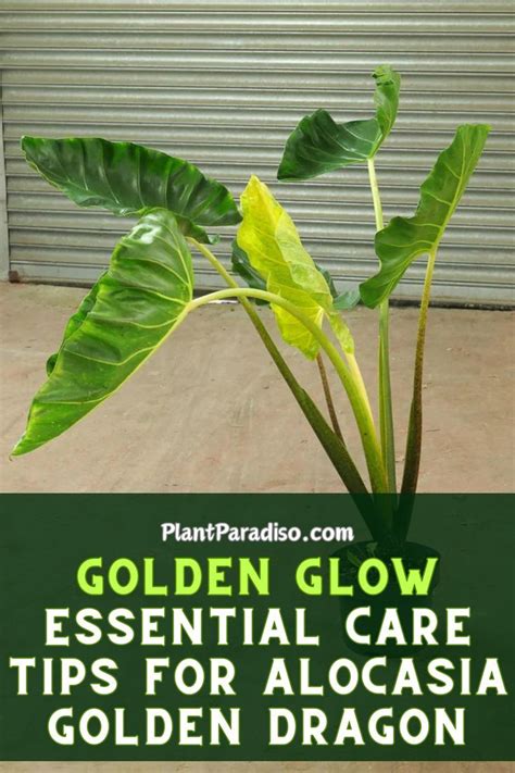 Essential Care Tips for Maintaining That Golden Glow