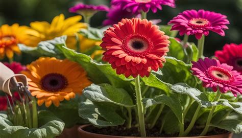 Essential Care Tips for Your Daisy Types Flowers