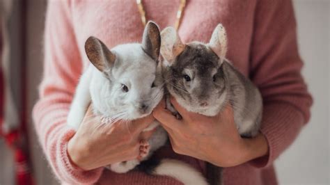 Essential Chinchilla Care Tips