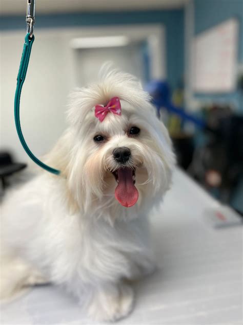 Essential Grooming Packages