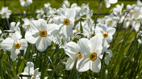Essential Growing Tips for Pheasant Eye Daffodils