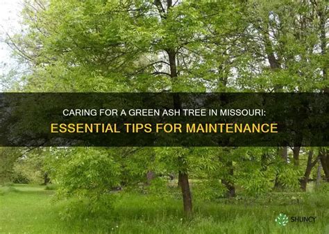 Essential Maintenance for Long-Lasting Ash