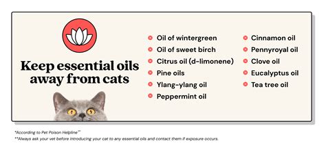 Essential Oil Toxicity in Cats: A Breakdown