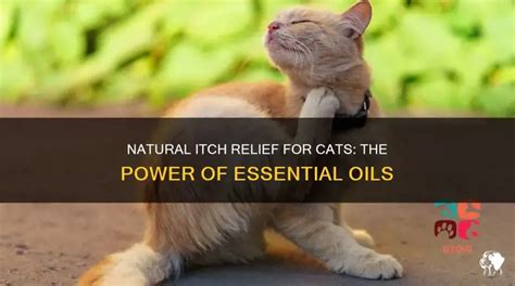 Feline First-Aid: 5 All-Natural Essential Oils to Soothe Your Cat's Itchy Skin