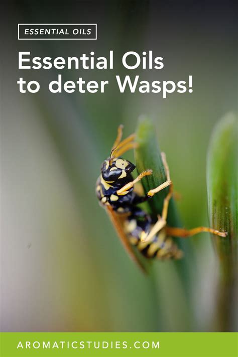 Essential Oils That Deter Hornets