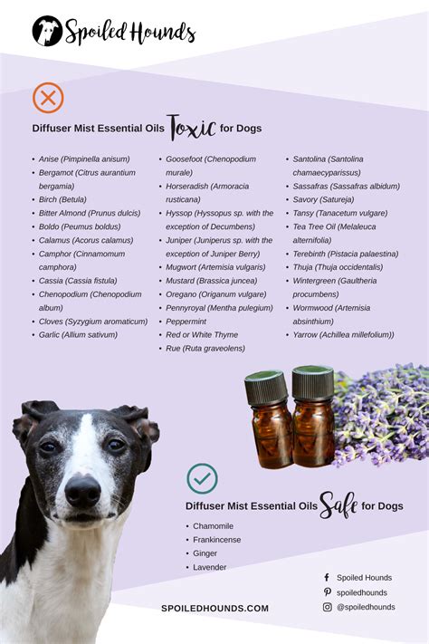 Essential Oils Unsafe for Dogs: Toxicity Guide