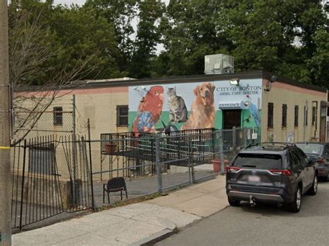 Essential Services Provided by Boston Animal Control