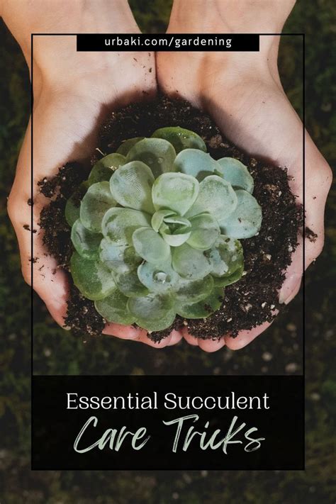 Essential Tips for Any Succulent Plants Type
