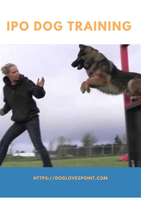 Essential Tips for Getting Started with Ipo Dog Training