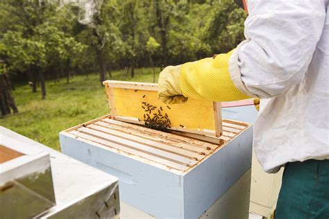 Essential Tips for Progressing Your Hive
