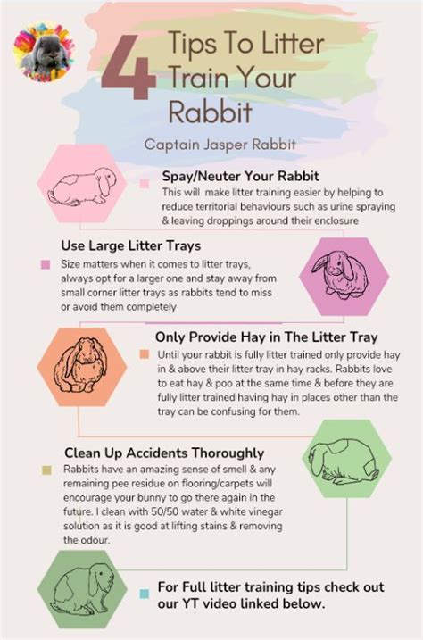 Essential Tips for Rabbit Litter Training