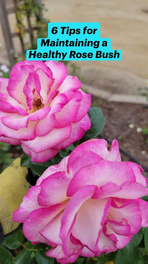 Essential Tips for a Healthy Rose Type Flower