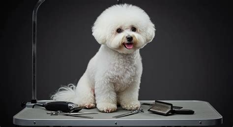 Essential Tools for Bichon Grooming Success