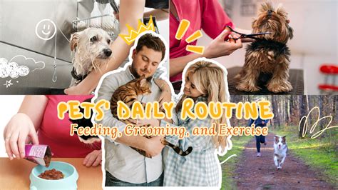 Establish routines for feeding and exercise