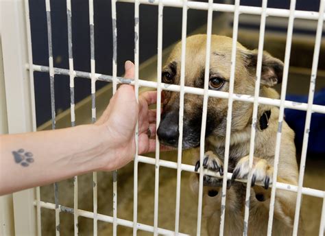 Discover Esther Boyd Animal Shelter No Kill - The Home of Compassion and Care for Abandoned Animals.