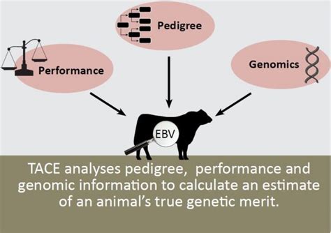 Calculate the Potential of Your Livestock with our Accurate Estimated Breeding Value Calculator