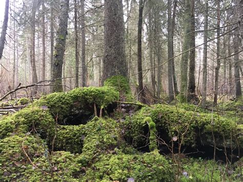 Tallinn Nature Trails Tour: An Honest Review & Some Helpful Tips