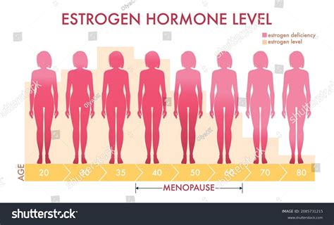 Estrogen Hormone Levels Chart