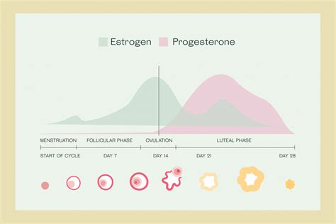 Estrogen Progesterone Ratio Chart