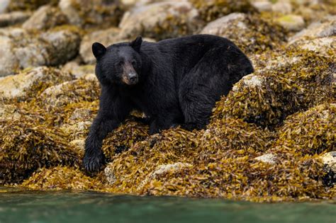 Ethical Bear Watching