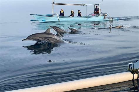Ethical Dolphin Tours