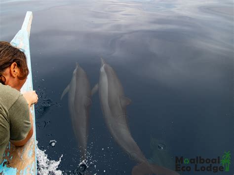 Ethical Dolphin watching