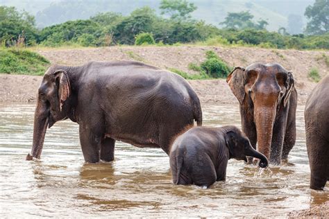 Ethical Elephant Encounters
