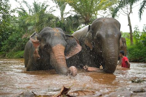 Ethical Elephant Program