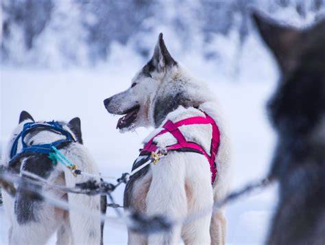 Ethical Husky Farm