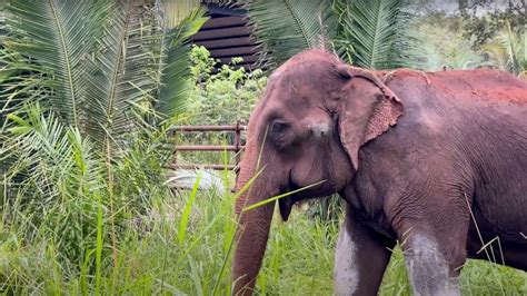 Ethical Practices Elephant Welfare