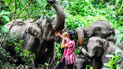 Ethical Question Elephant Tourism