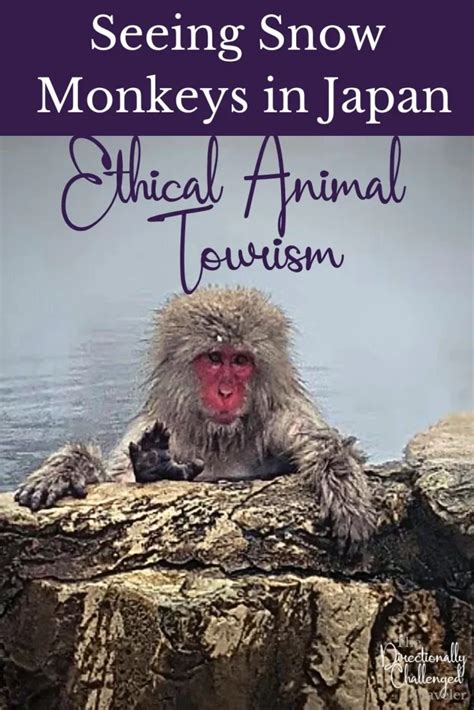 Ethical Snow Monkey Tourism