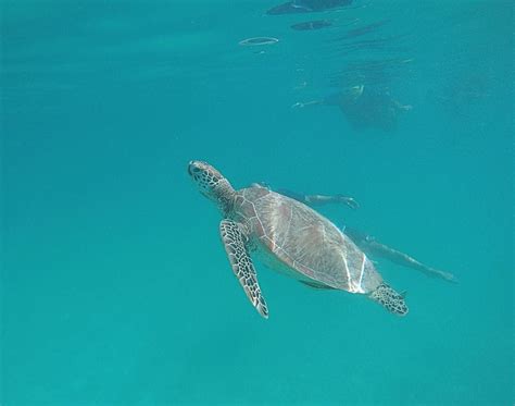 Ethical Swimming Turtles