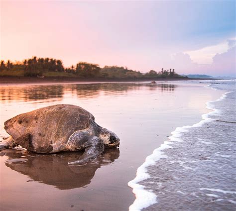 Ethical Turtle Tours