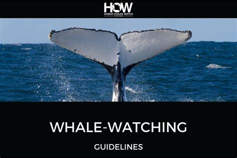 Ethical Whale Watching Practices