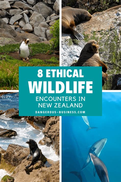 Ethical Wildlife Encounters