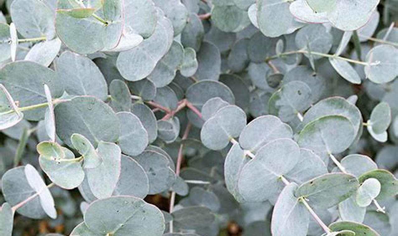Eucalyptus Plant For Sale
