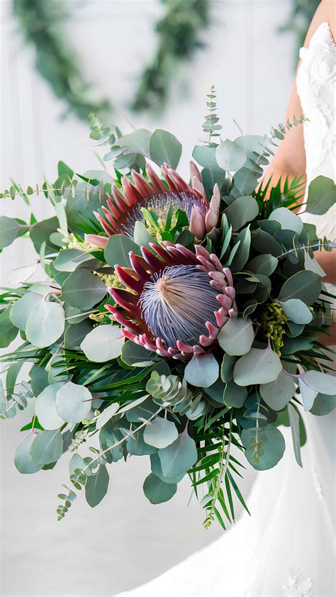 Eucalyptus: Modern Greenery