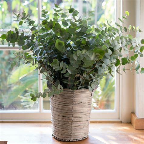 Eucalyptus: Modern and Fragrant