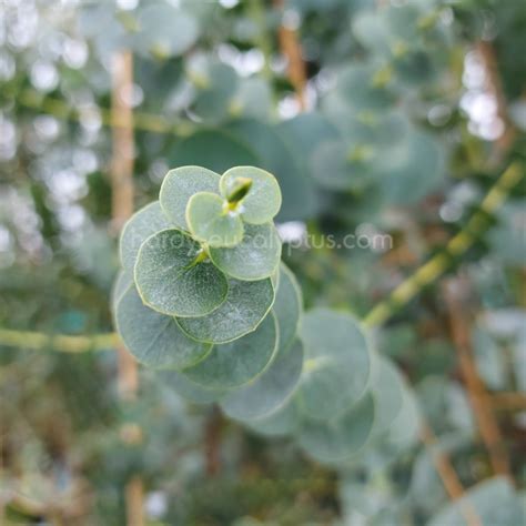 Eucalyptus & COVID-19: Does It Really Help?