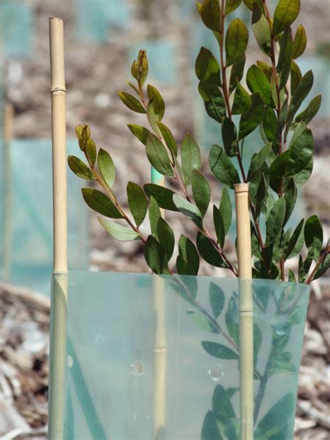 How to Propagate Eucalyptus from Cuttings: A Step-by-Step Guide