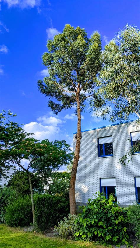 Eucalyptus In De Tuin