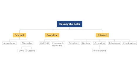 D. Jenson Cell Bio organelles What are some eukaryotic cell
