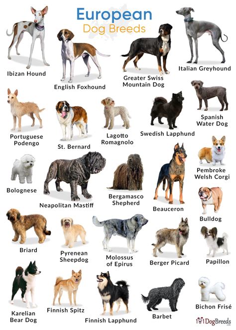 European Dog Breeds List