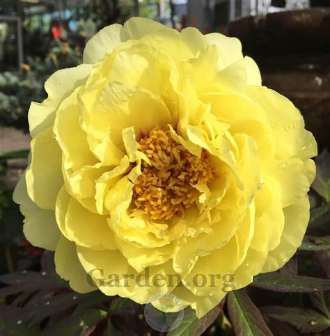European Lutea Hybrid Tree Peonies