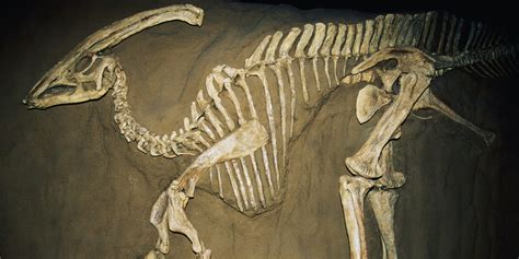 Europe's First Dinosaurs
