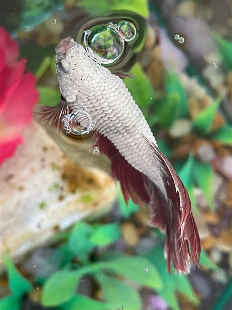 Euthanize Betta Fish
