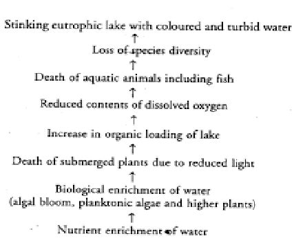 Eutrophication Flow Chart