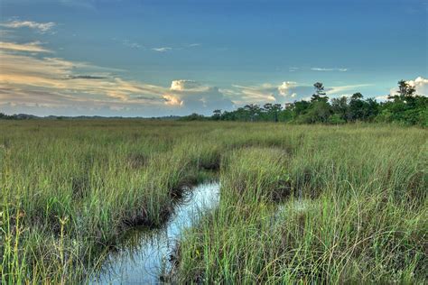 Everglades Sawgrass